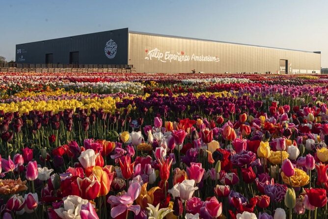 Private Tour to Tulips, Keukenhof, Windmills & Cheese Farm - Zaanse Schans, windmills and wooden shoes