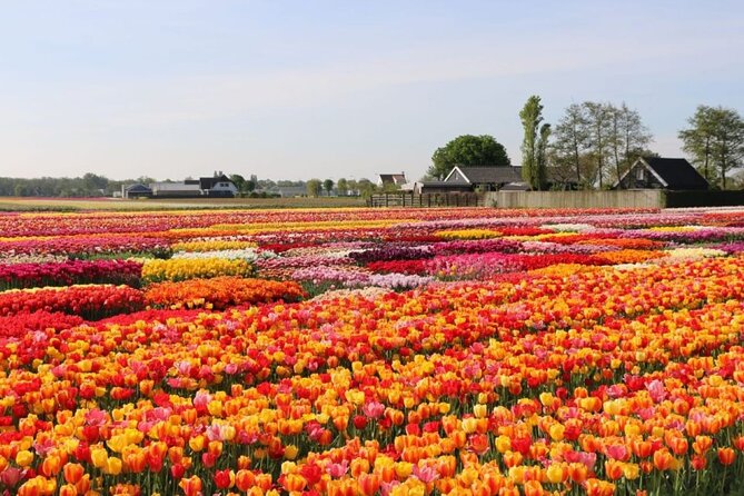 Private Tour to Tulips, Keukenhof, Windmills & Cheese Farm - Tulip Experience Amsterdam, where the flowers begin