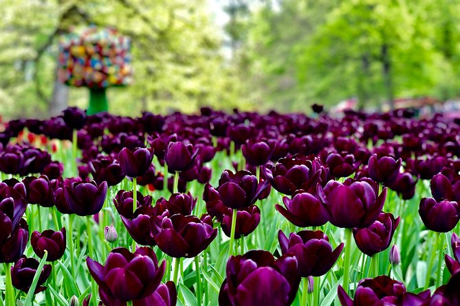 Private Tour to Windmills Zaanse Schans +Keukenhof - 7 Hours - Who will get the most from this tour
