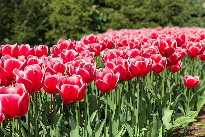 Private Tour to Windmills Zaanse Schans +Keukenhof - 7 Hours - Booking, weather, and practical details