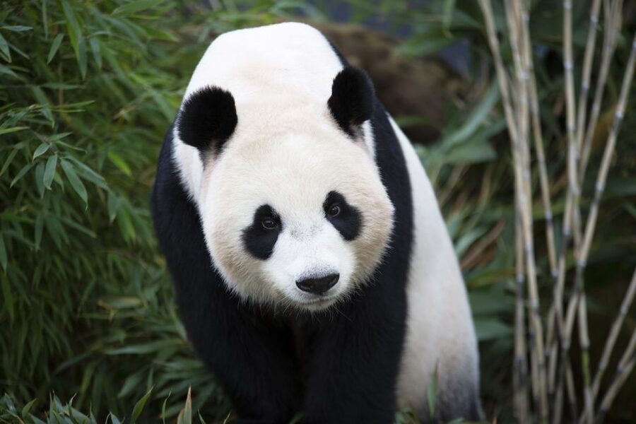Rhenen: Ouwehands Zoo Entry Ticket - Moving from one country to another