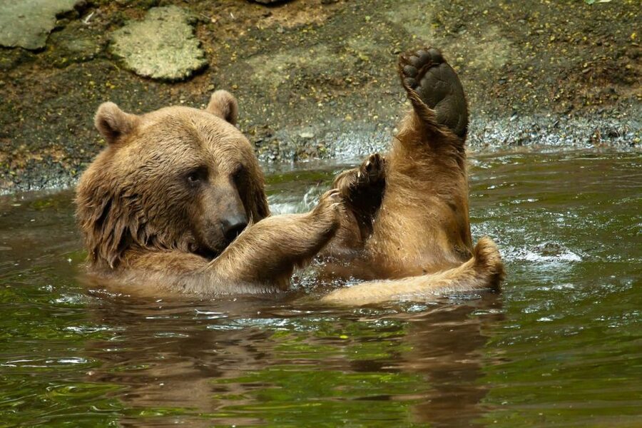 Rhenen: Ouwehands Zoo Entry Ticket - Polar bears and the facts behind the display
