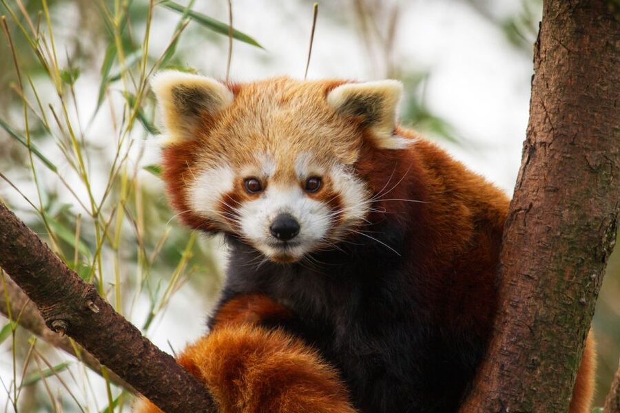 Rhenen: Ouwehands Zoo Entry Ticket - The Maki Lounge and indoor jungle playground