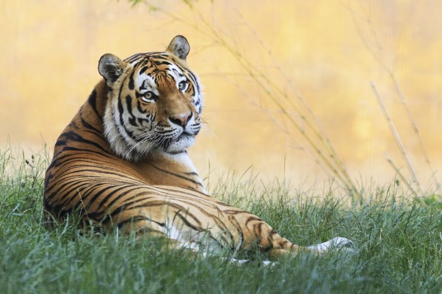 Rhenen: Ouwehands Zoo Entry Ticket - Is $36 good value for one day?