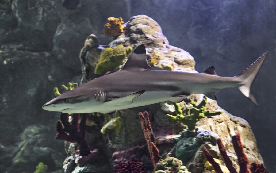 Scheveningen, The Hague: Sea Life Entry Ticket - The underwater tunnel earns its place