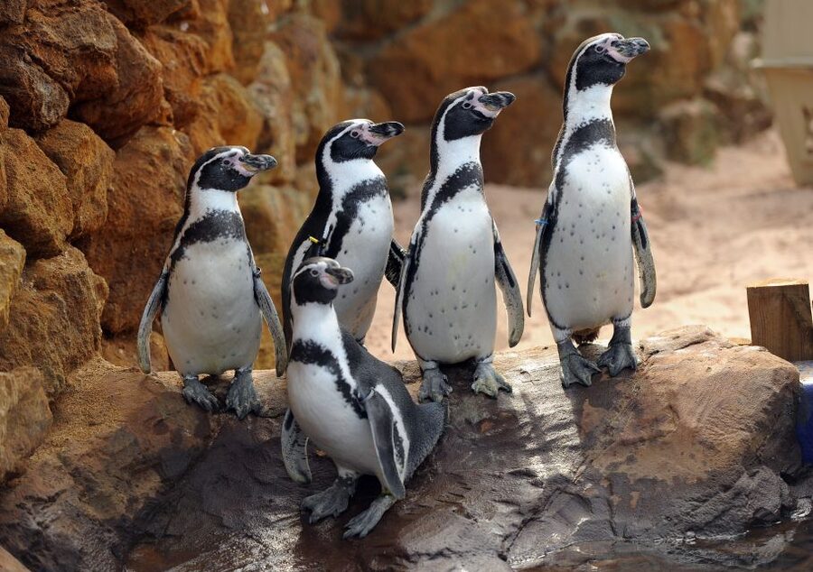 Scheveningen, The Hague: Sea Life Entry Ticket - Penguins and Max the otter