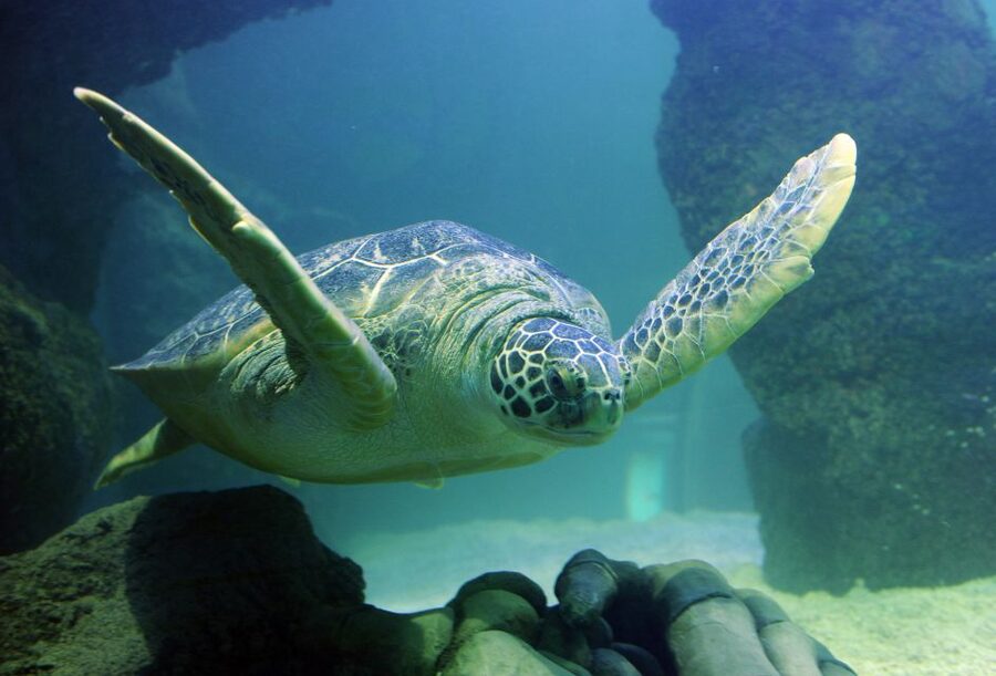 Scheveningen, The Hague: Sea Life Entry Ticket - From Dutch rivers to tropical seas