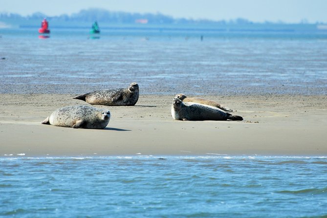 Seal Safari at UNESCO Site Waddensea from Amsterdam - The ride from Amsterdam in a private minivan