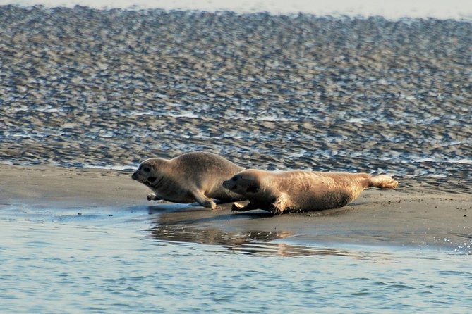 Seal Safari at UNESCO Site Waddensea from Amsterdam - Twisk and the quieter Dutch countryside