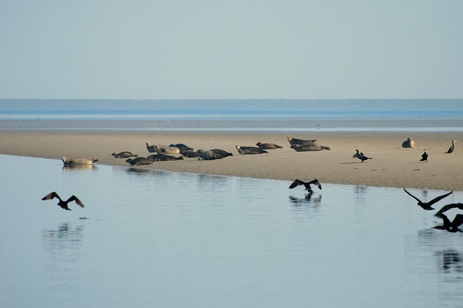 Seal Safari at UNESCO Site Waddensea from Amsterdam - Is the $149.78 price good value?