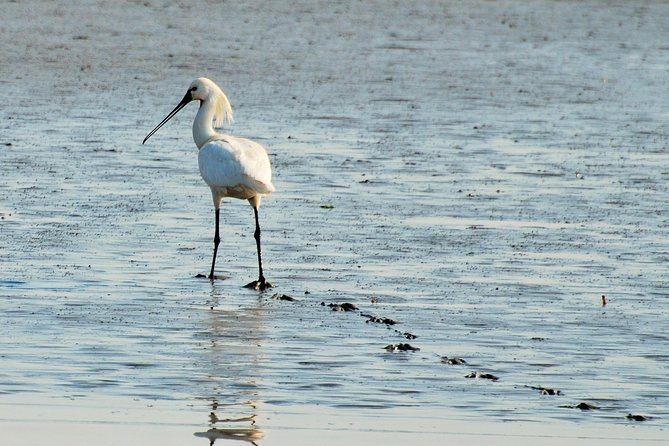 Seal Safari at UNESCO Site Waddensea from Amsterdam - Weather, clothing, and practical comfort