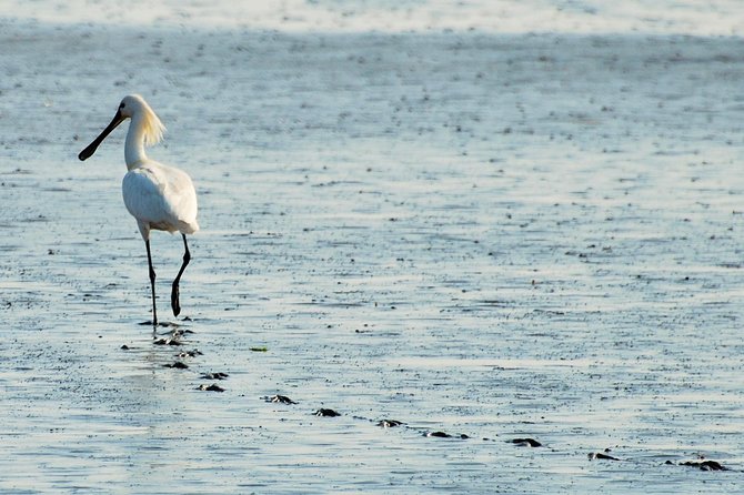Seal Safari at UNESCO Site Waddensea from Amsterdam - Who will enjoy this day trip most?