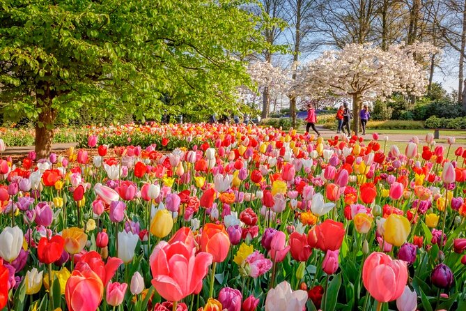 Skip-the-Line Keukenhof Gardens and Tulip Fields Tour from Amsterdam - Why this Keukenhof trip is different from a standard day outing