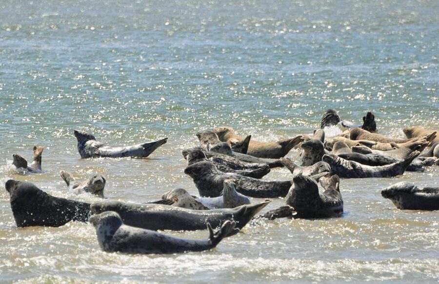 Small group full day island tour to Texel from Amsterdam - Beaches, tidal flats, and birdwatching
