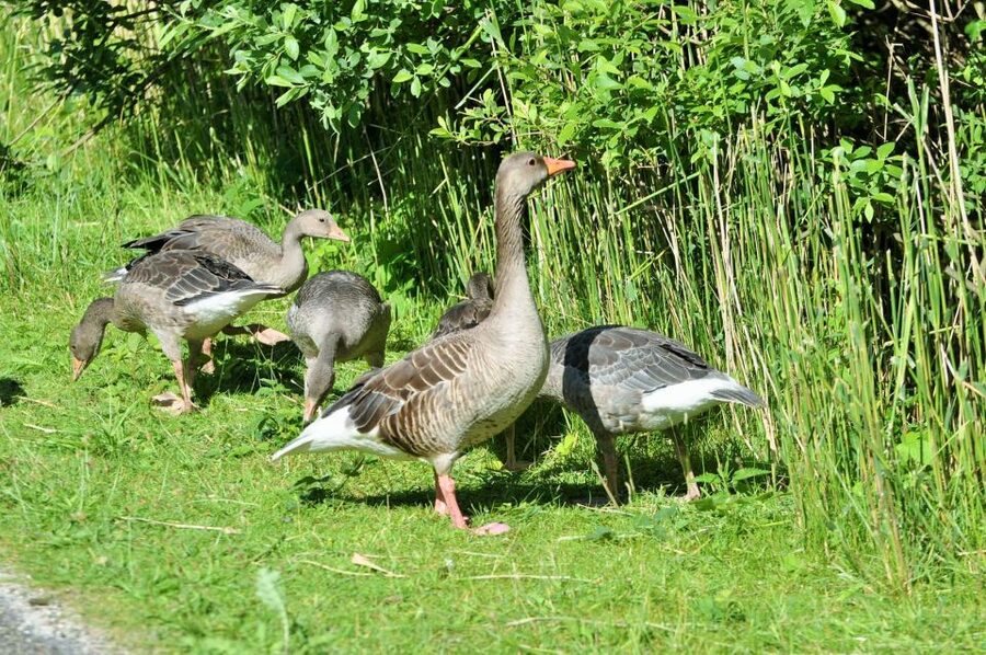Small group full day island tour to Texel from Amsterdam - The guide makes the difference