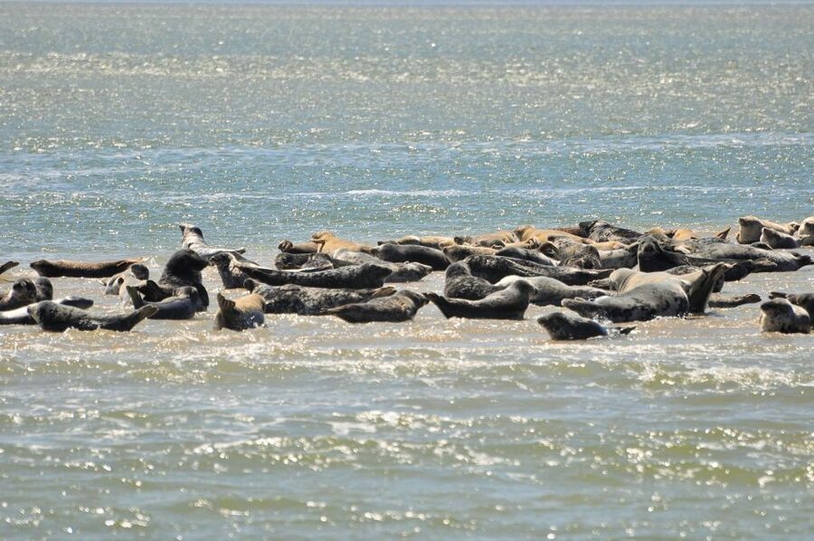 Small group full day island tour to Texel from Amsterdam - What $294 gets you