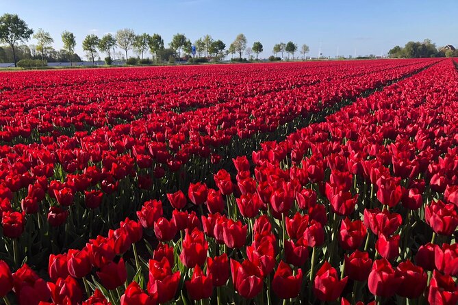 Small Group Keukenhof and Delft Guided Tour from Amsterdam - How to make the day run better