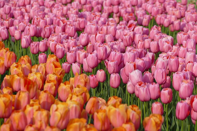 Taking Pictures in the Tulip Field at De Tulperij - What the staff member adds to the visit