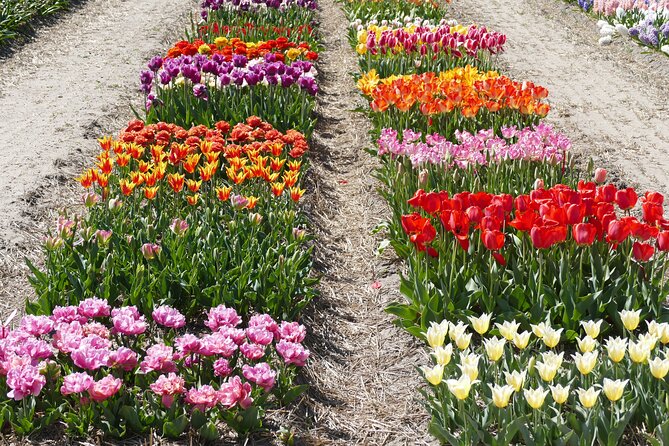 Taking Pictures in the Tulip Field at De Tulperij - Fitting Voorhout into a South Holland day
