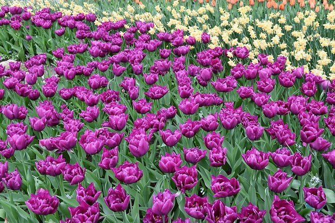 Tour to Giethoorn and Keukenhof Tulip Fields from Amsterdam - Should you book the Giethoorn and Keukenhof day trip?
