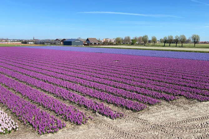 Tulip Fields near Keukenhof - Self-Drive Audio Tour for 2 People - Evening tours and the best time of day