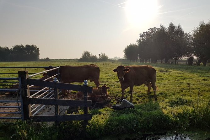 Zaanse Schans and Volendam Private Tour – Clogs, Cheese and More - Timing, crowds, and the best use of four to five hours