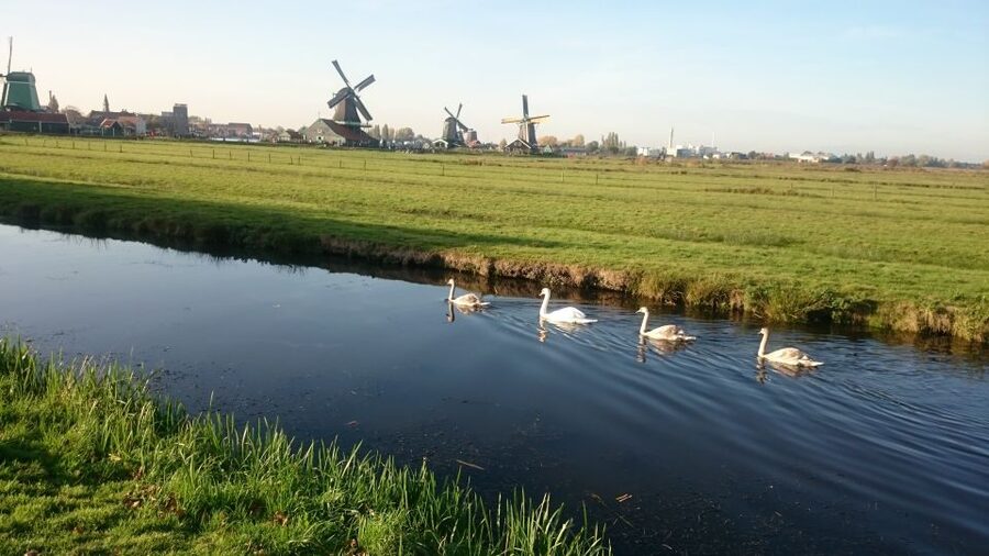 Zaanse Schans Windmills 4-Hour Tour in Italian - What the four-hour schedule feels like