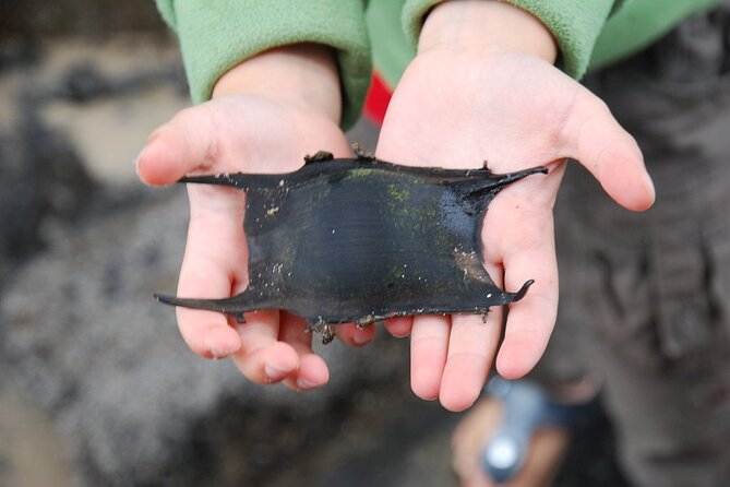 Zeeland Beach safari with Fishnet NL/DE - Key points to know before you go