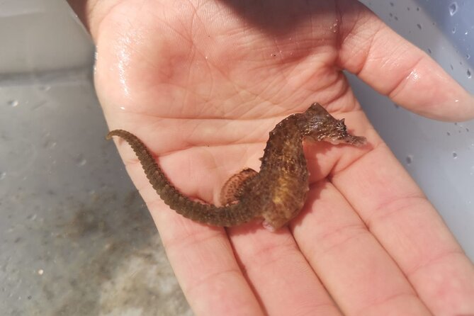 Zeeland Beach safari with Fishnet NL/DE - What the guide adds to two hours