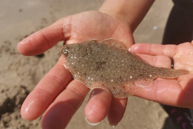 Zeeland Beach safari with Fishnet NL/DE - Why the small group size matters