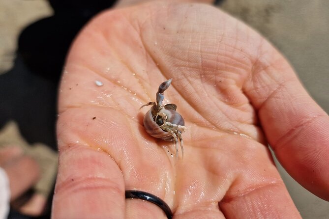 Zeeland Beach safari with Fishnet NL/DE - Who will enjoy this beach safari most?